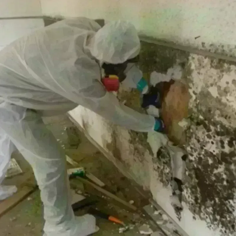 Mold Remediation and Removal in Vanderburgh County, IN